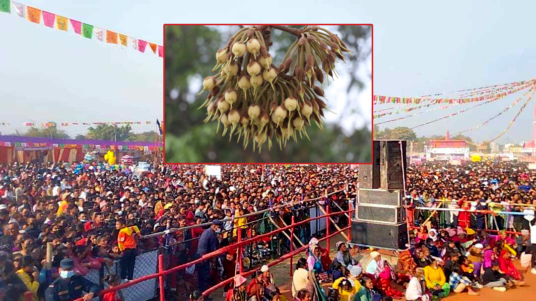 सुदूरपश्चिम महोत्सवको ‘थारु भिलेज’मा ‘महुवाको चुस्की पनि लिन पाइने !